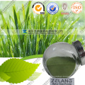 Wholesale Fine Barley Grass Powder Organic in Bulk